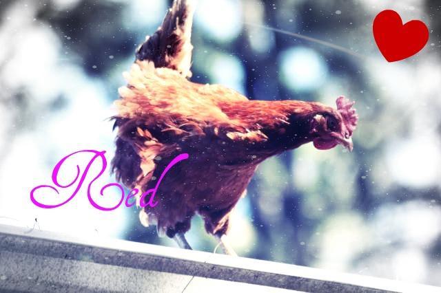 80445_103583_the_chickens_2011_055.jpg