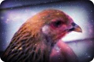 80445_104520_clay_chicken_008.jpg