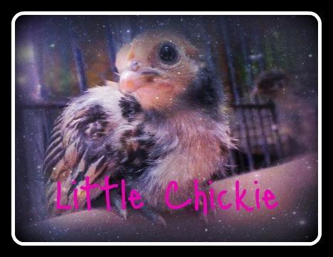 80445_41347_little_chickie.jpg