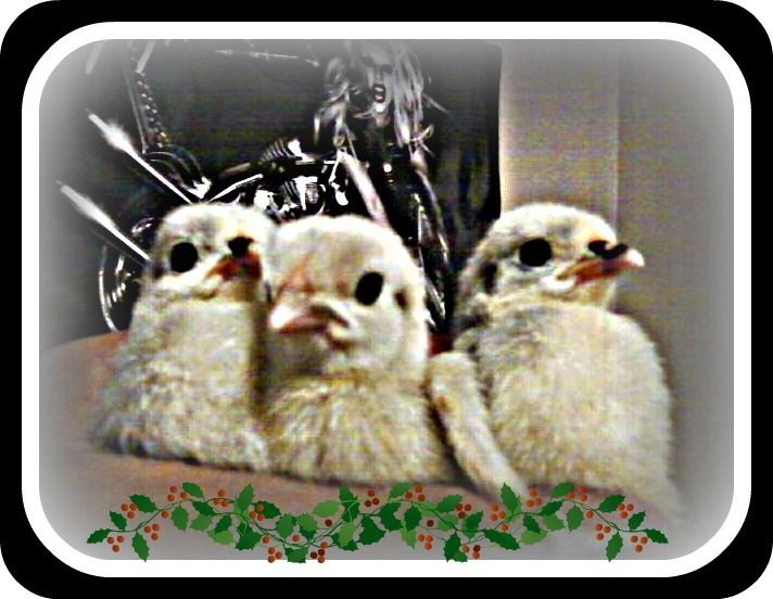 80445_72673_babies8.jpg