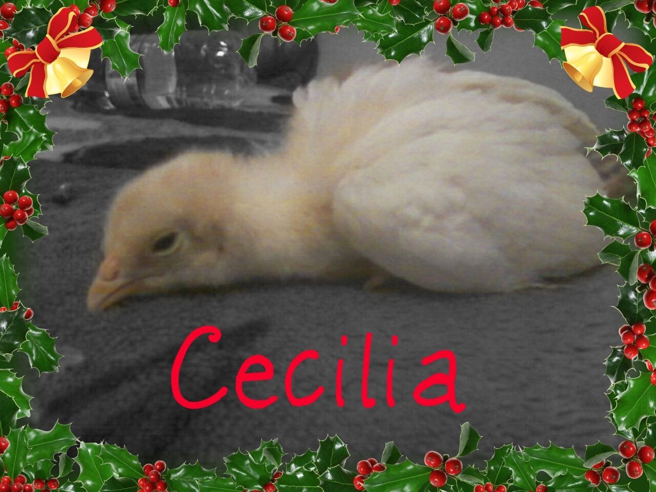 80445_72673_cecilia_1.jpg