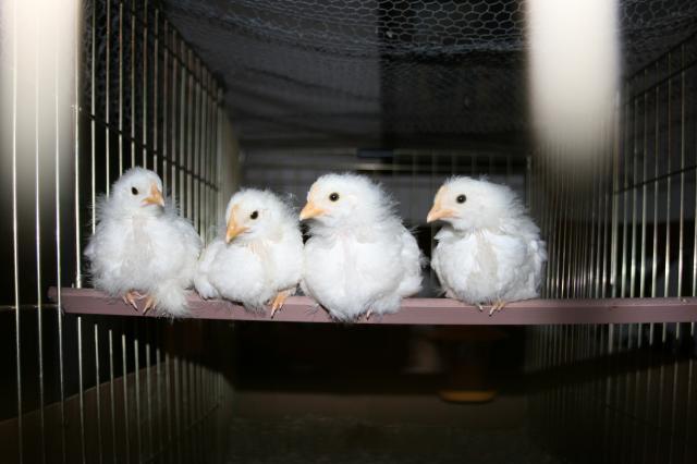 80556_chicks_20-days_old_002.jpg