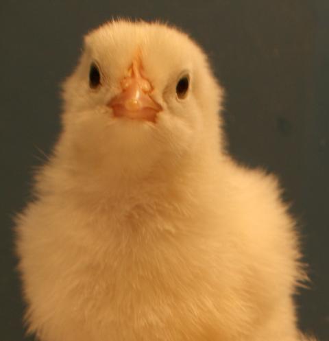 80556_day-old_chickens_004.jpg