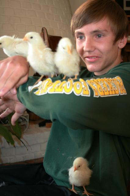 80556_joseph_and_the_chicks_011.jpg