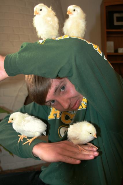 80556_joseph_and_the_chicks_012.jpg