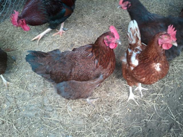 80617_2011-02-22_095237.jpg