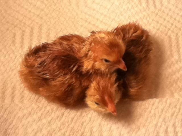 80646_march4chicks.jpg