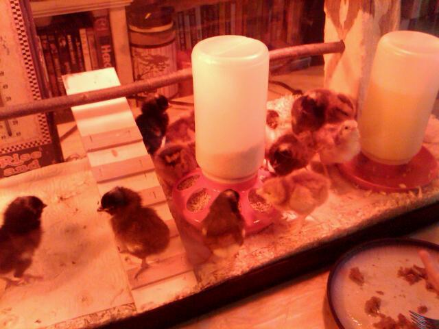 80653_chicken_babies_arrive.jpg