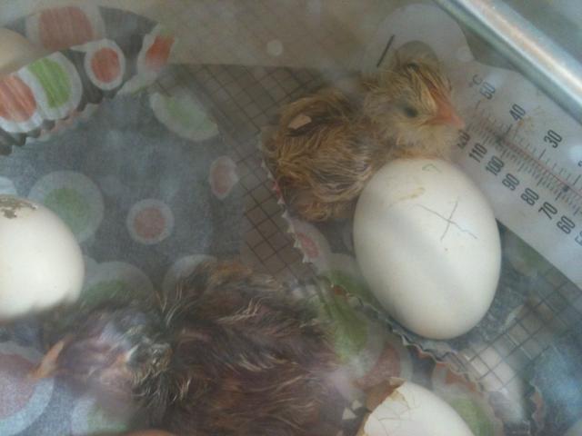 80702_hatchmates.jpg