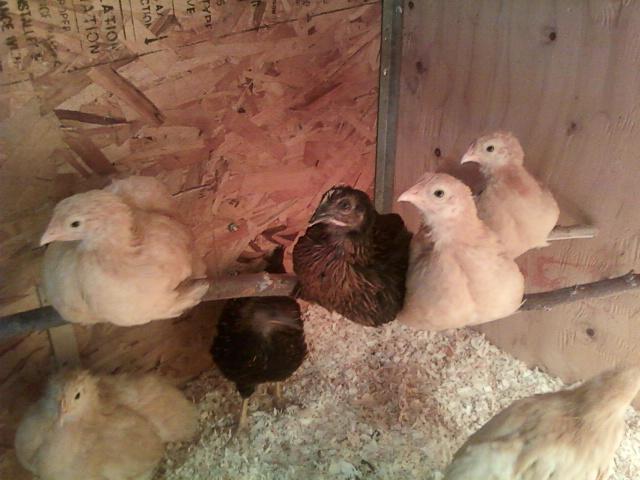 80727_photo1433.jpg