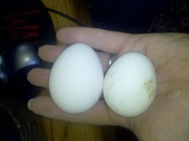 80736_first_eggs.jpg