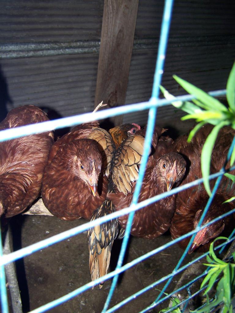 80743_crowdedchickens.jpg