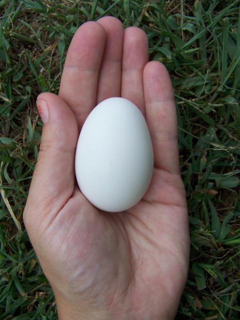 80743_firstegg-8-13-2011-1.jpg