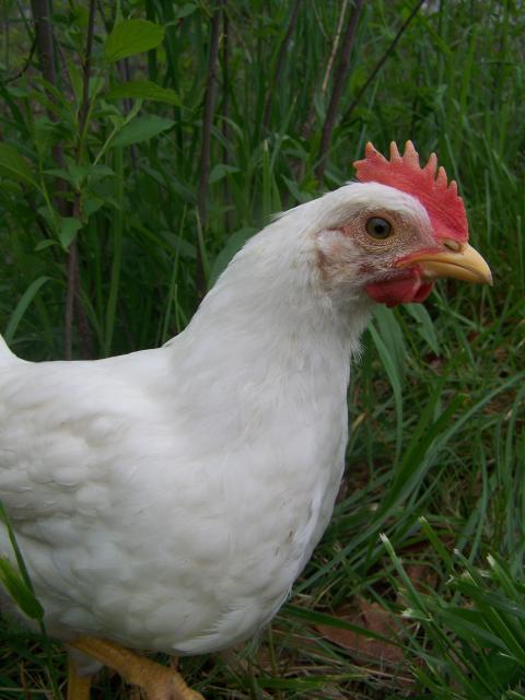 80743_thebestleghornrooster.jpg