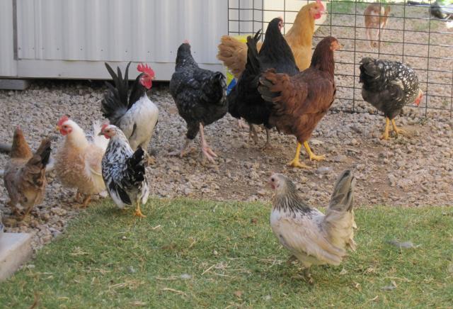80800_flock.jpg