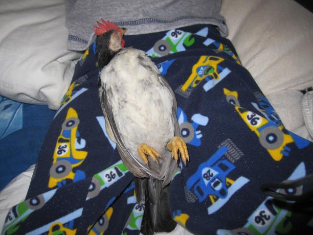 80800_img_2500.jpg