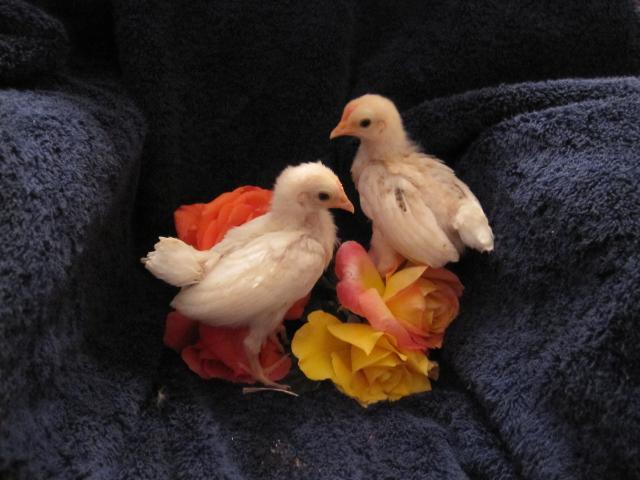 80800_img_2809.jpg