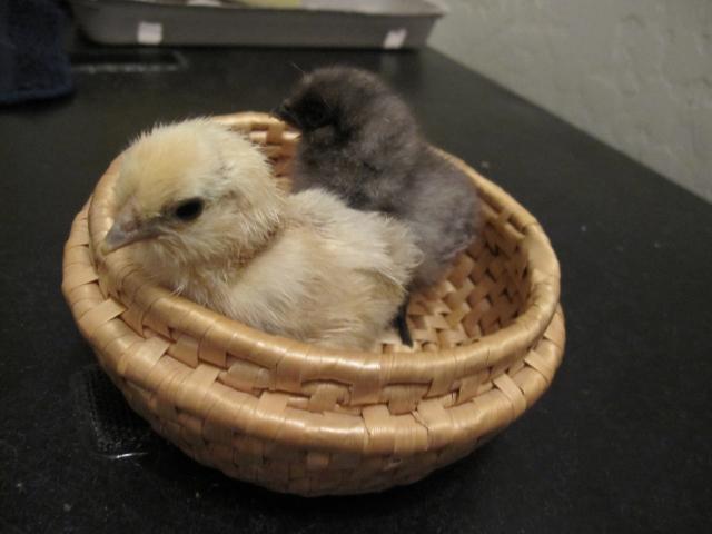 80800_img_3345.jpg