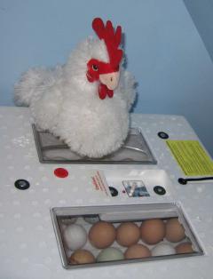 80816_broody.jpg