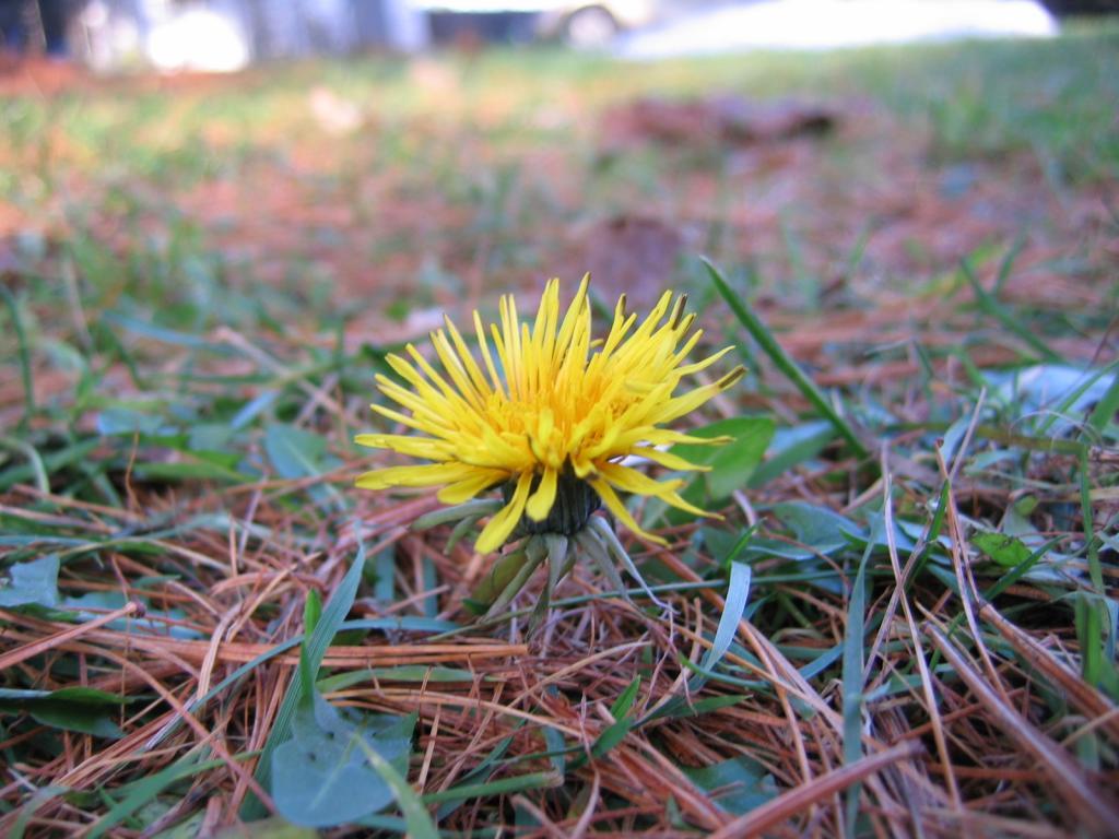 80816_dandylion.jpg