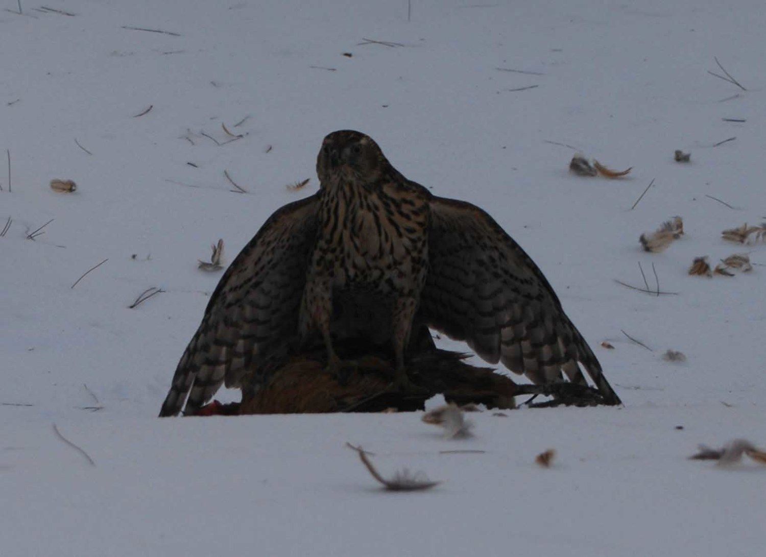 80816_winterpredator.jpg