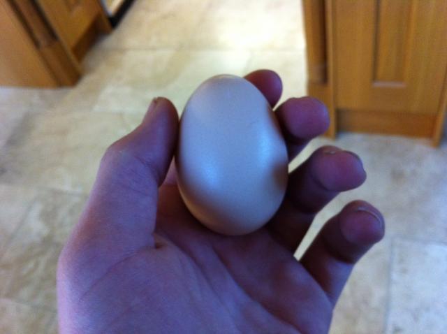 80831_first_egg.jpg