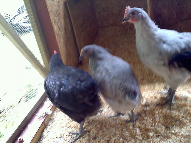 80837_20110515131331.jpg