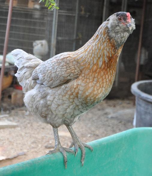 8084_aoliveeggerpullet.jpg