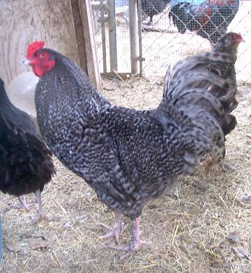 8084_barredeeroo.jpg