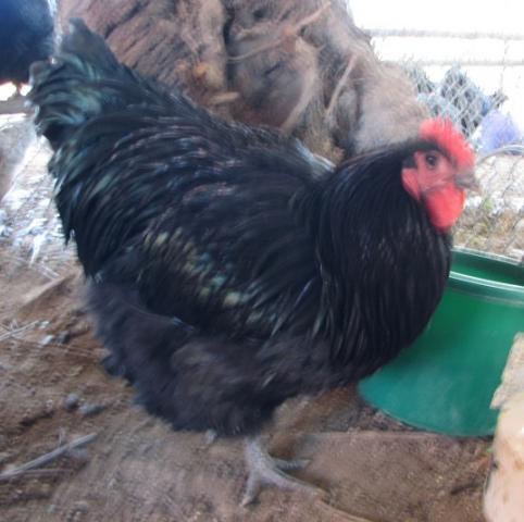 8084_blackorpcockerel.jpg