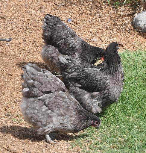 8084_blueorpingtonpullets1.jpg