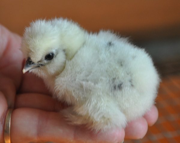 8084_firstsilkiechickback.jpg