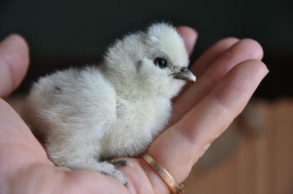 8084_firstsilkiechickside.jpg