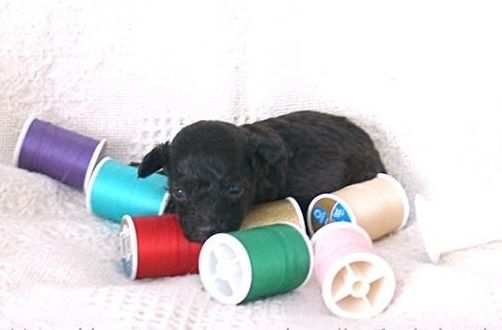 8084_tcuppup.jpg