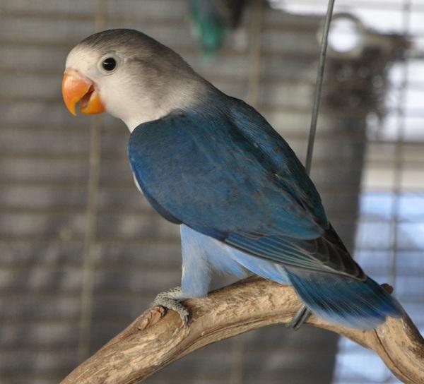 violet fischer lovebird