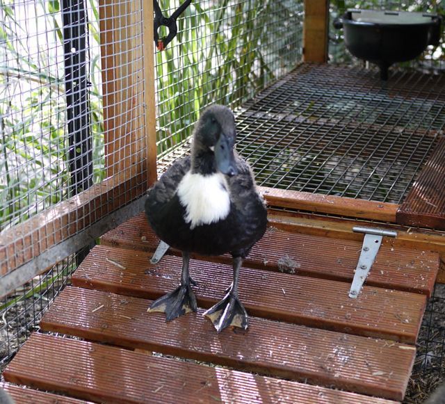 80856_blackducka.jpg