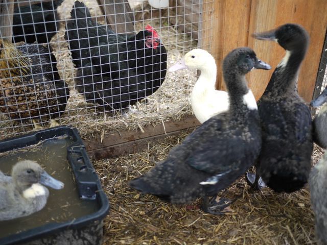 80856_blackduckc.jpg