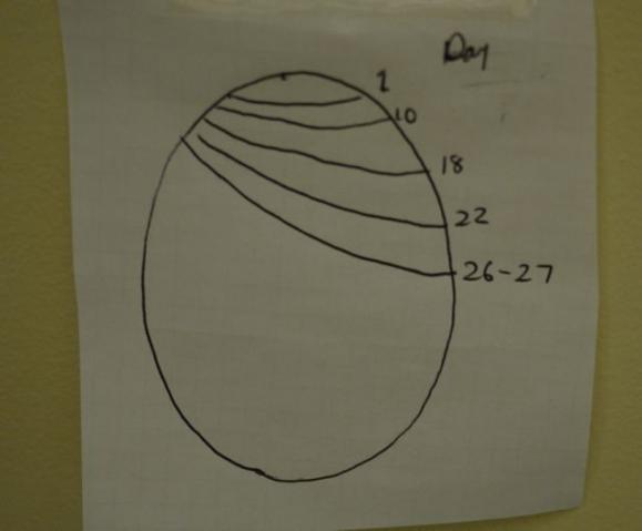 80856_duck_egg_air_cell.jpg
