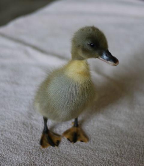 80856_duckling2b.jpg