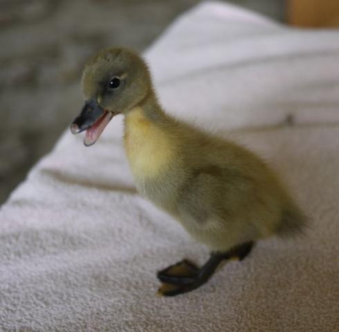 80856_duckling3a.jpg