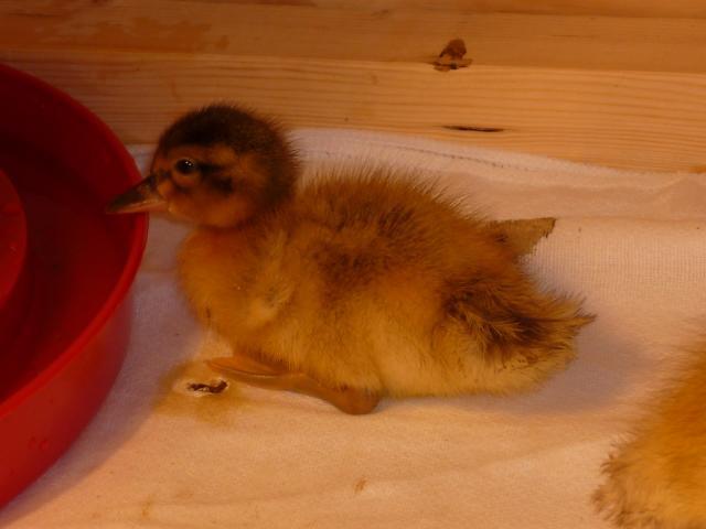 80862_quackers.jpg