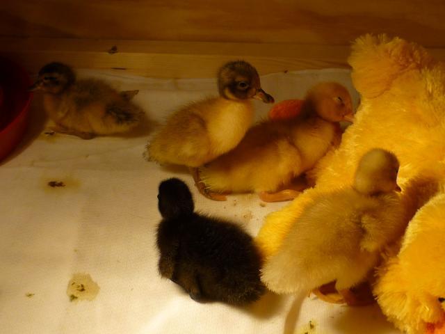 80862_quackers_jacks_froddo_beatle.jpg