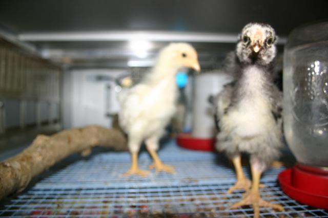 80864_chickens2_001.jpg