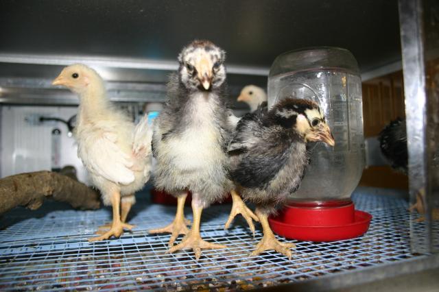 80864_chickens2_002.jpg