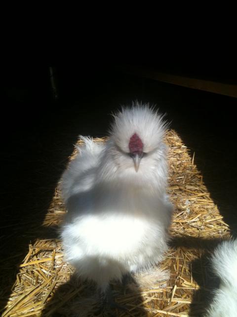 80864_chickens_029.jpg
