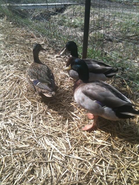 80864_chickens_034.jpg