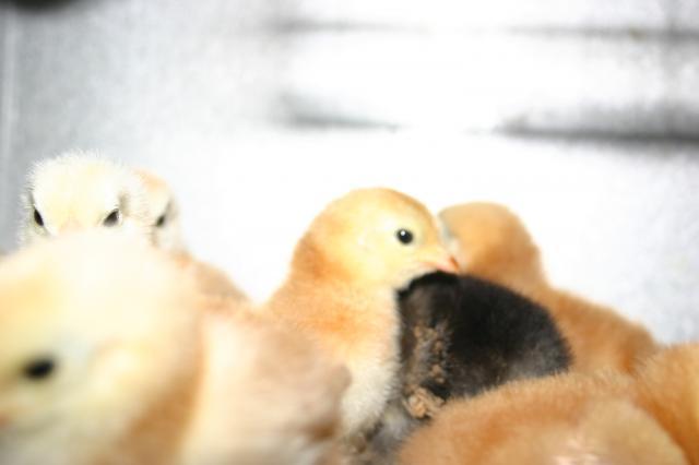 80864_chicks1_004.jpg