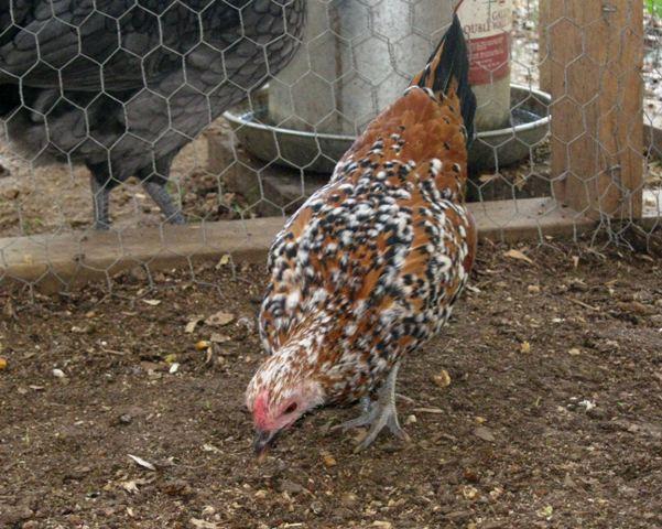 80874_hen_2.jpg
