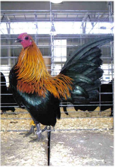 80875_blkbreastedbrownredoebanroo.jpg