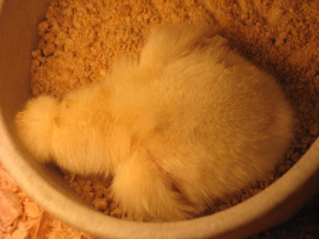 80875_img_8537.jpg
